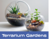 SAT 3/21: DIY Succulent Terrarium 